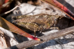 Tetrix undulata - Common Groundhopper , Hatfield