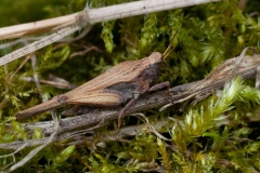 Tetrix undulata - Common Groundhopper , Anston Stones Wood