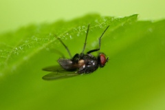 Anthomyiid Fly - Botanophila fugax, Sherwood Forest, Notts
