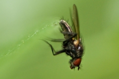 Anthomyiid Fly - Botanophila fugax, Sherwood Forest, Notts