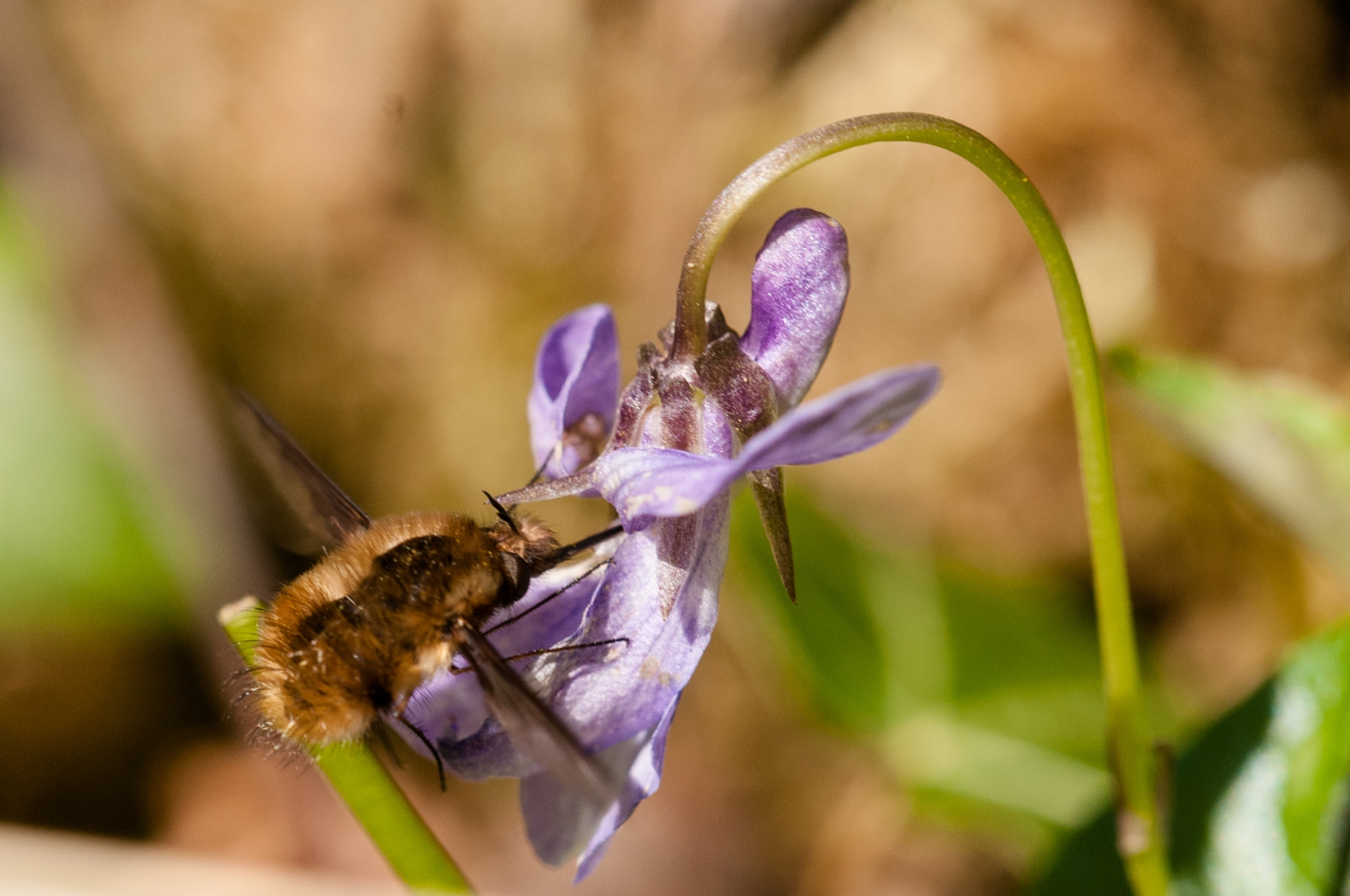Bee-fly - Bombylius major, Gamston Wood, Notts