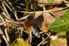 Bee Fly - Bombylius major, Lindrick Common