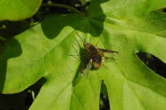 Bombylius major - Dark-edged Bee-fly, Laughton Wood