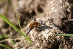 Bombylius major - Dark-edged Bee-fly