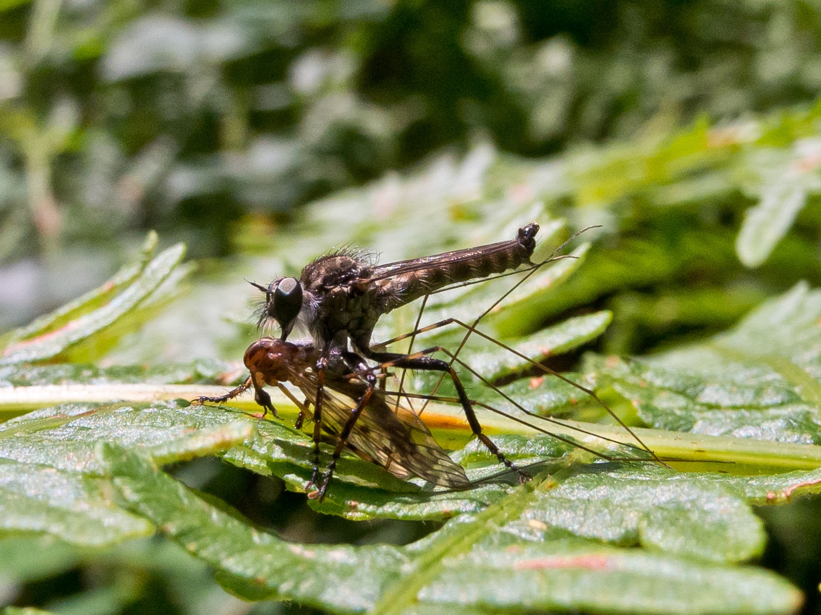 Dysmachus trigonus - Robber fly with prey, Clumber Park, Notts