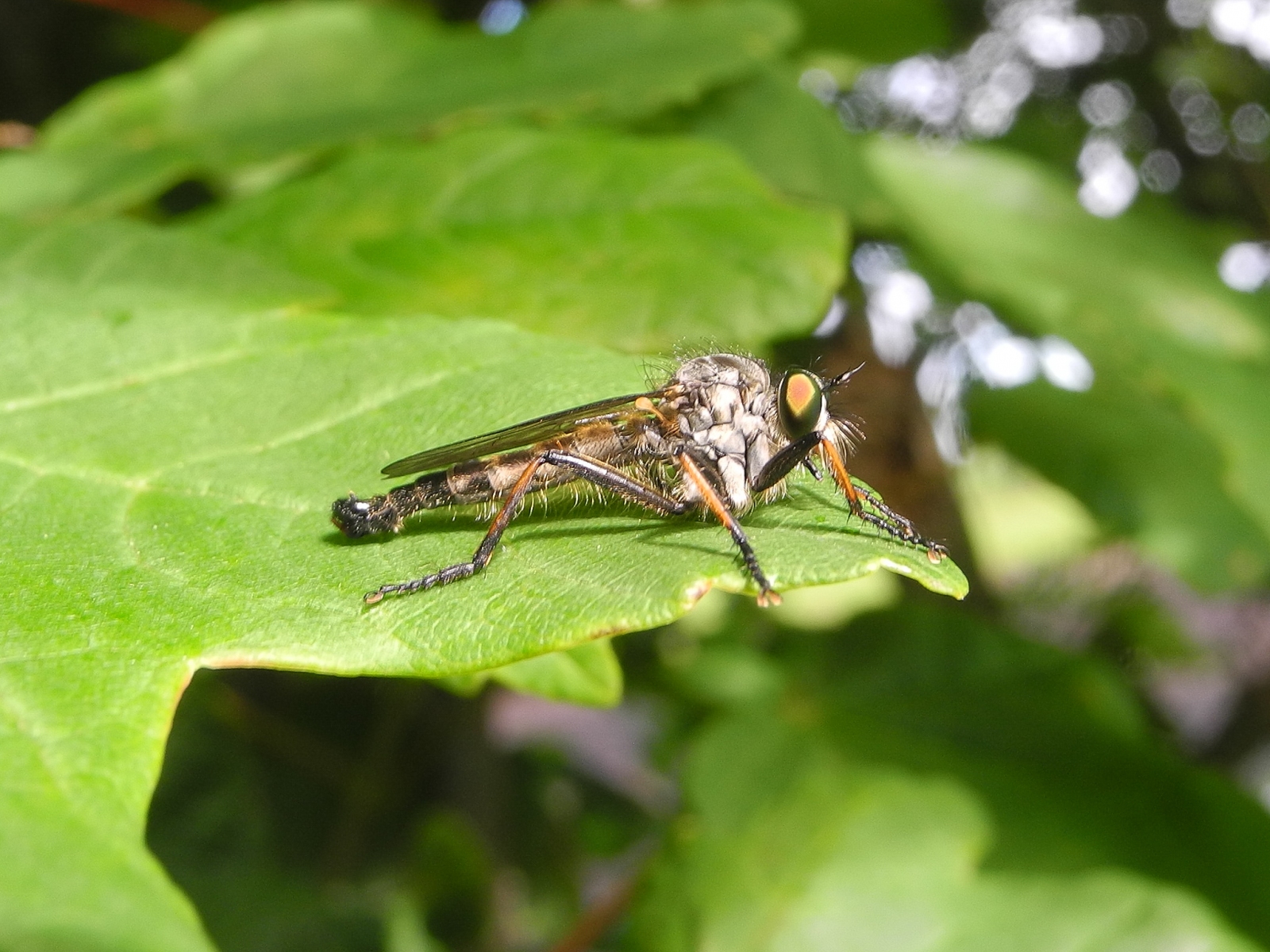 Machimus atricapillus - Robber Fly, Chesterfield Canal, Ranby, Notts.