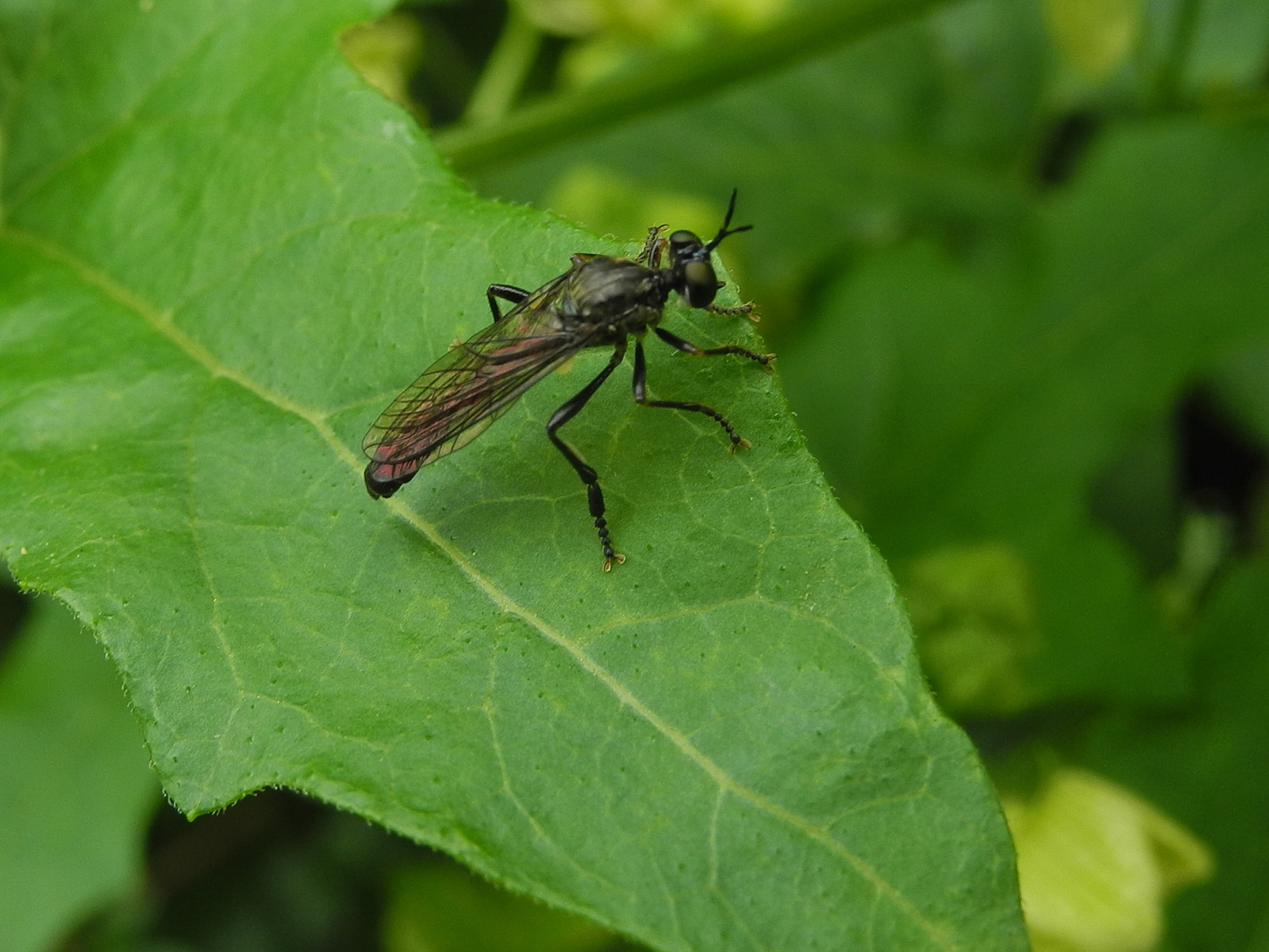 Dioctria hyalipennis - Stripe-legged Robber Fly, Chesterfield Canal, Ranby, Notts