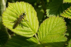 Dioctria rufipes - Common Red-legged Robberfly, Lindrick Common