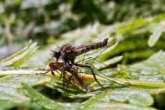 Dysmachus trigonus - Robber fly with prey, Clumber Park, Notts