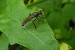 Dioctria hyalipennis - Stripe-legged Robber Fly, Chesterfield Canal, Ranby, Notts