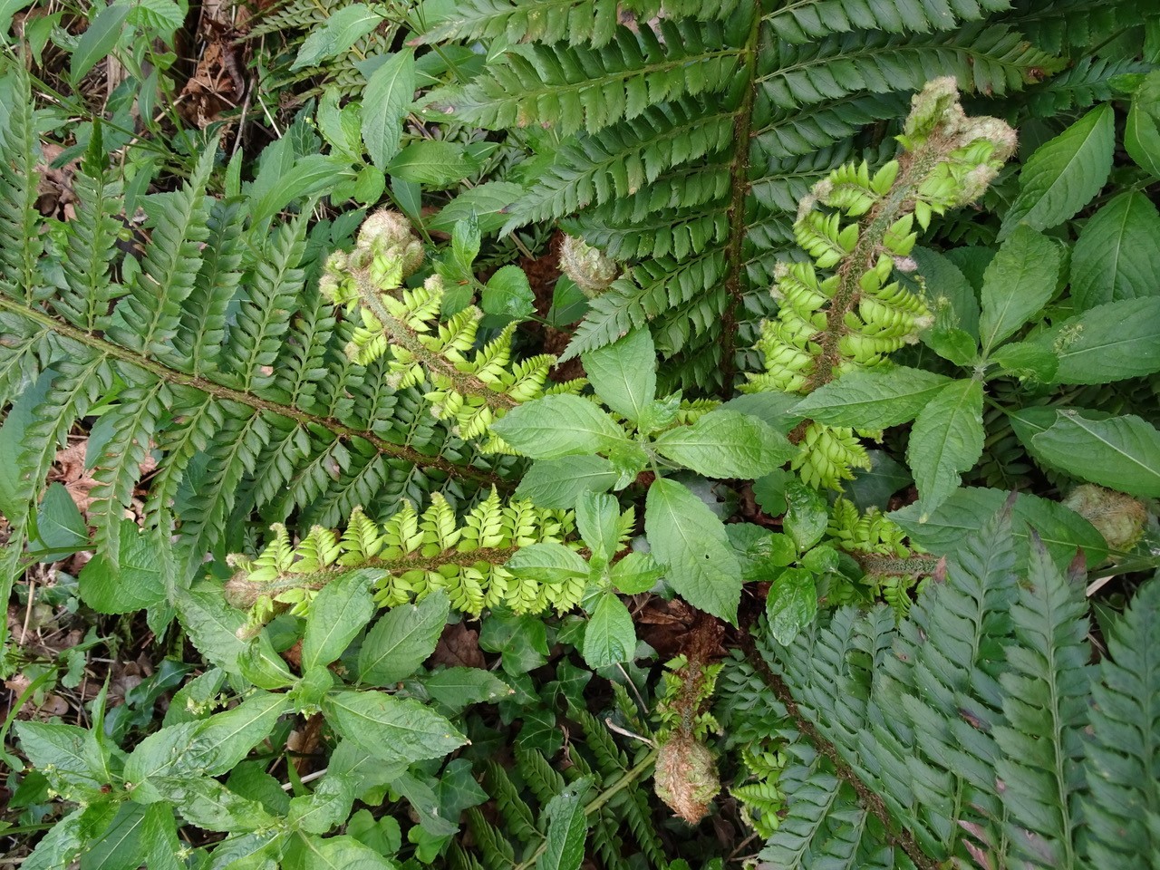Soft shield fern (Polystichum setiferum), Norwood Wood