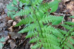 Soft shield fern (Polystichum setiferum), Norwood Wood