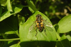 Helophilus pendulus- Hoverfly, Laughton Wood