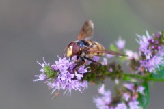 Volucella zonaria - Hornet Hoverfly, On mint in garden