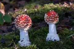 Amanita muscaria - Fly Agaric, Lound, Notts.