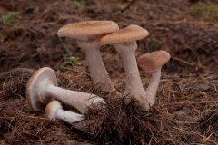 Armillaria mellea - Honey Fungus, Lound, Notts.