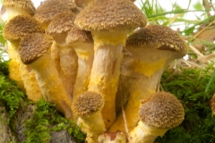 Armillaria mellea - Honey Fungus, Longshaw NT, Derbyshire.