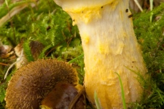 Armillaria mellea - Honey Fungus, Longshaw NT, Derbyshire.
