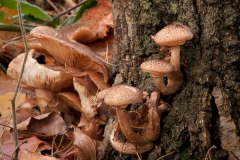 Armillaria mellea - Honey Fungus, Clumber Park NT, Notts.
