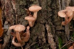 Armillaria mellea - Honey Fungus, Clumber Park NT, Notts.