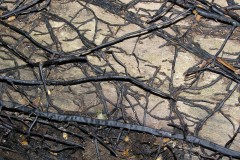 Armillaraia mella, Sandal Beat Wood. (Boot-lace fungus black rhizomorphs).
