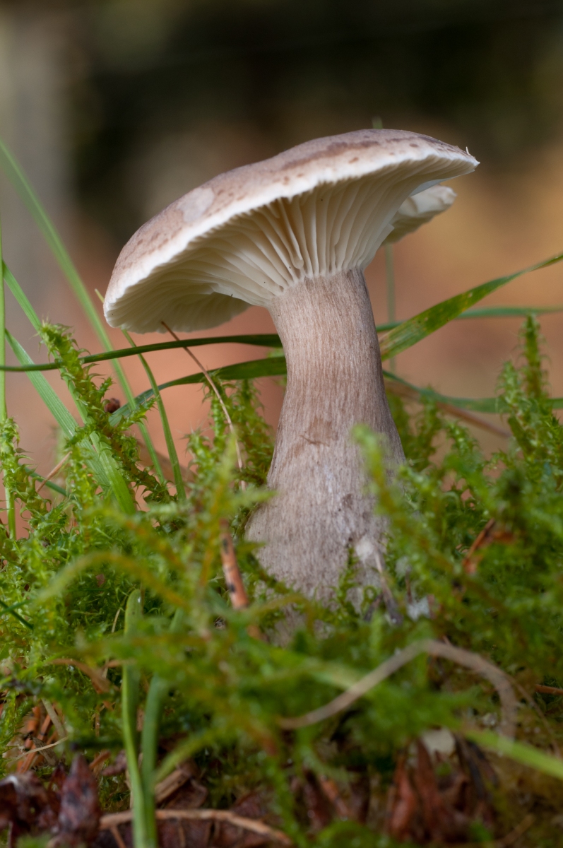 Clitocybe clavipes - Club Foot, Sherwood Pines, Notts.