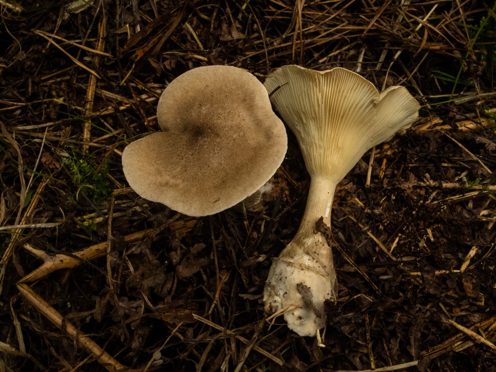 Clitocybe clavipes - Club Foot, Conjure Alders, Notts.