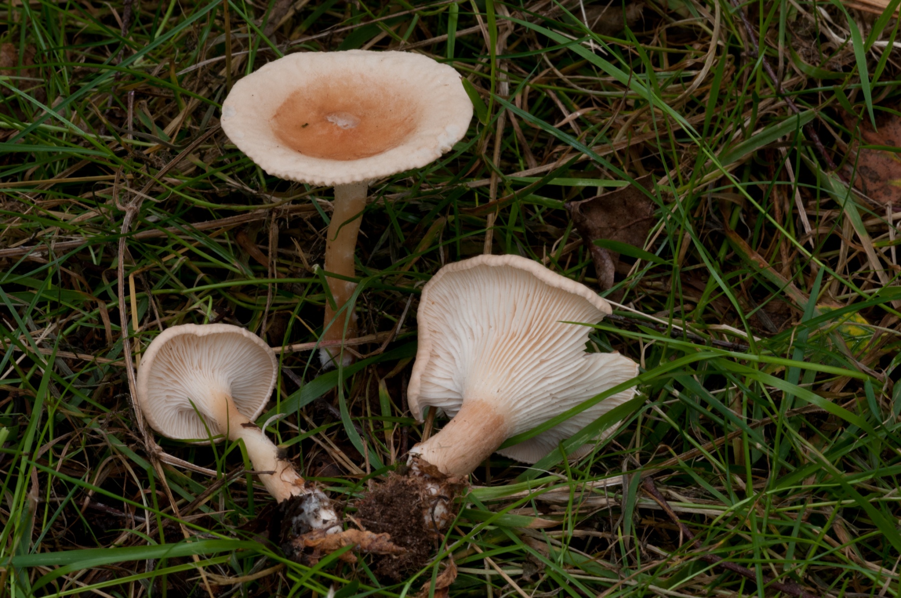 Clitocybe gibba - Common Funnel, Sherwood Forest, Notts.