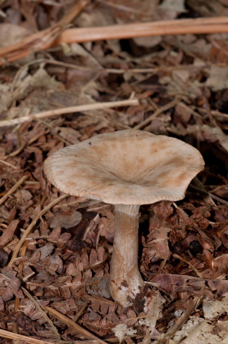 Clitocybe-gibba-Common-Funnel-7-1