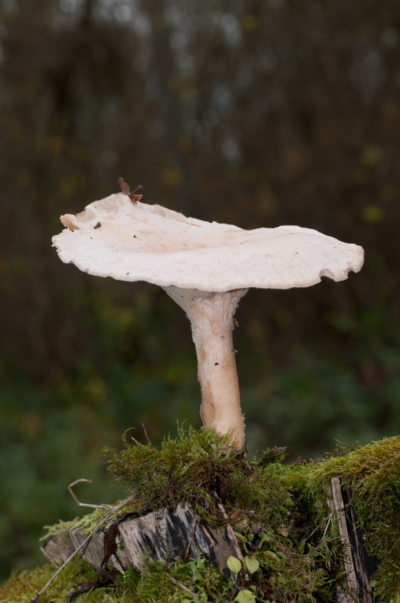 Clitocybe gigantea, Ytreswell Wood NR, Notts.