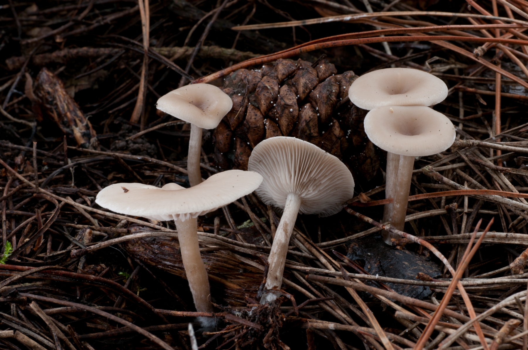 Clitocybe metachroa, Danes Hill NT, Notts