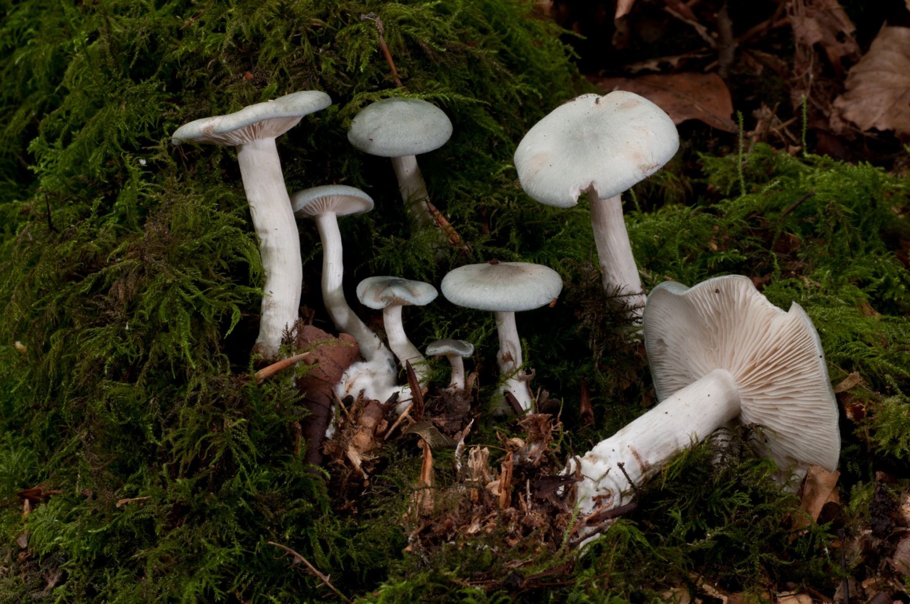 Clitocybe odora - Aniseed Funnel, Whitwell Wood, Derbyshire.