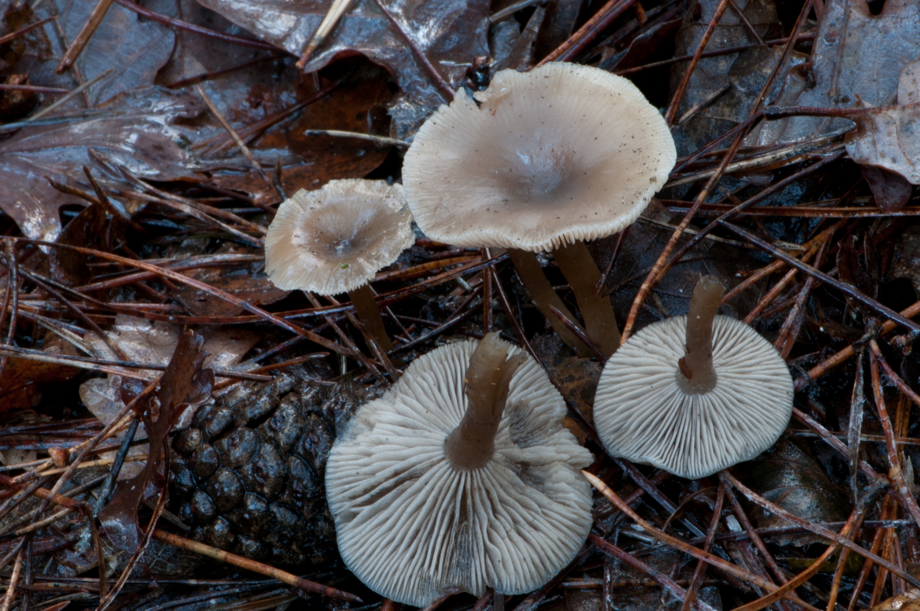 Clitocybe vibecina - Mealy Funnel, Sherwood Pines, Notts.
