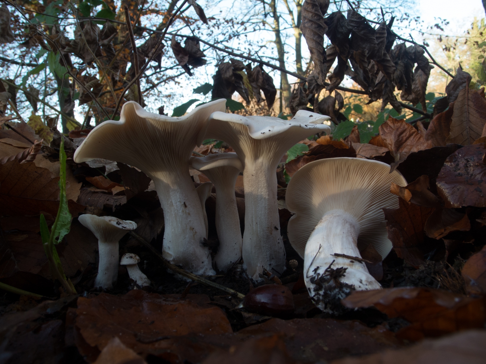 Clitocybe dealbata - Ivory Funnel, Clumber Park, Notts.