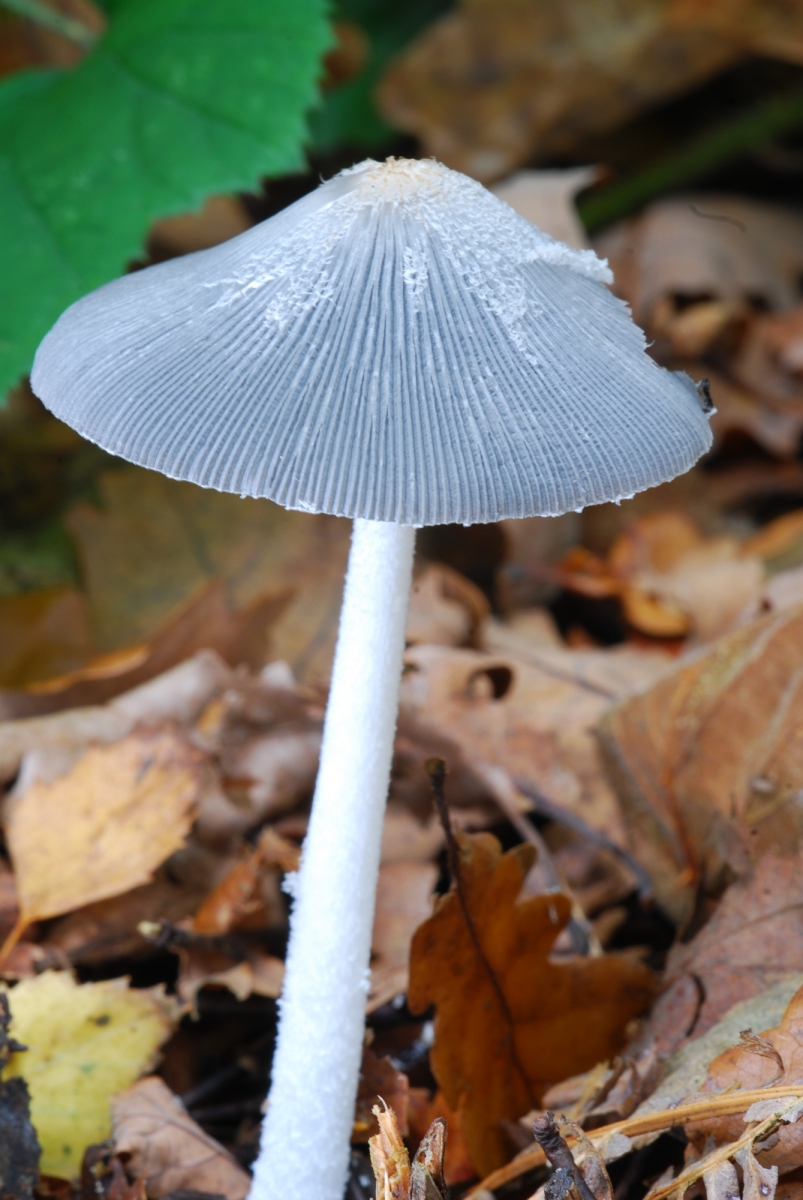 Coprinus lagopus - Hare's Foot Inkcap, Sherwood Forest, Notts.