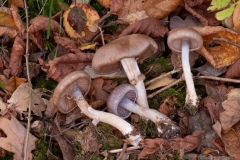 Cortinarius camphoratus, Treswell Wood, Notts.