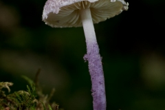 Cystolepiota bucknallii, Whitwell Wood, Derbyshire.