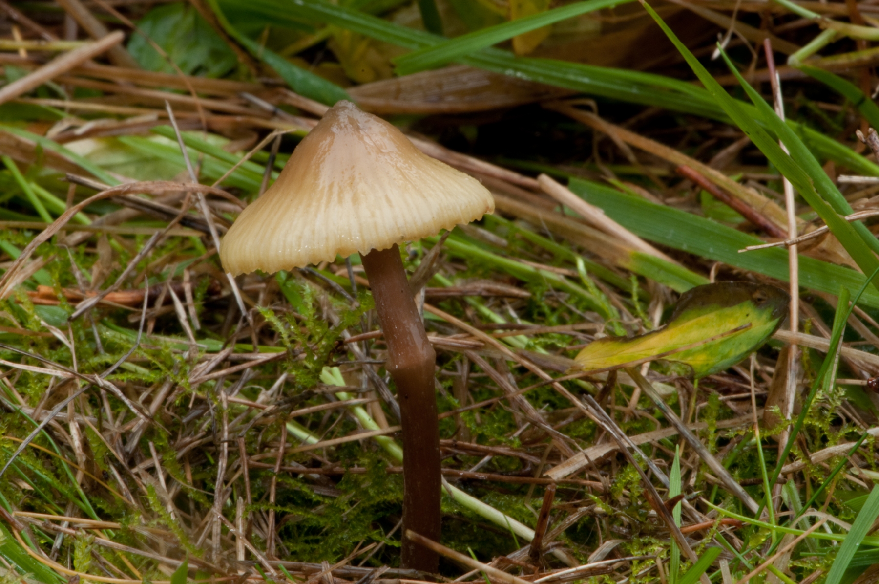 Entoloma incanum - Mousepee Pinkgill, Sherwood Pines, Notts.