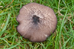 Entoloma hebes - Pimple Pinkgill,
