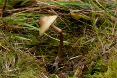 Entoloma incanum - Mousepee Pinkgill, Sherwood Pines, Notts.