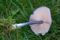 Entoloma hebes - Pimple Pinkgill, Longshaw NT, Derbyshire.