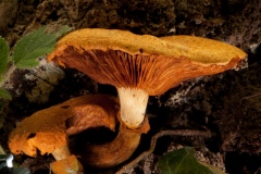 Gymnopilus junonius - Spectacular Rustgill, Dyscar Wood, Notts.