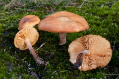 Gymnopilus penetrans - Common Rustgill, Sherwood Pines, Notts.