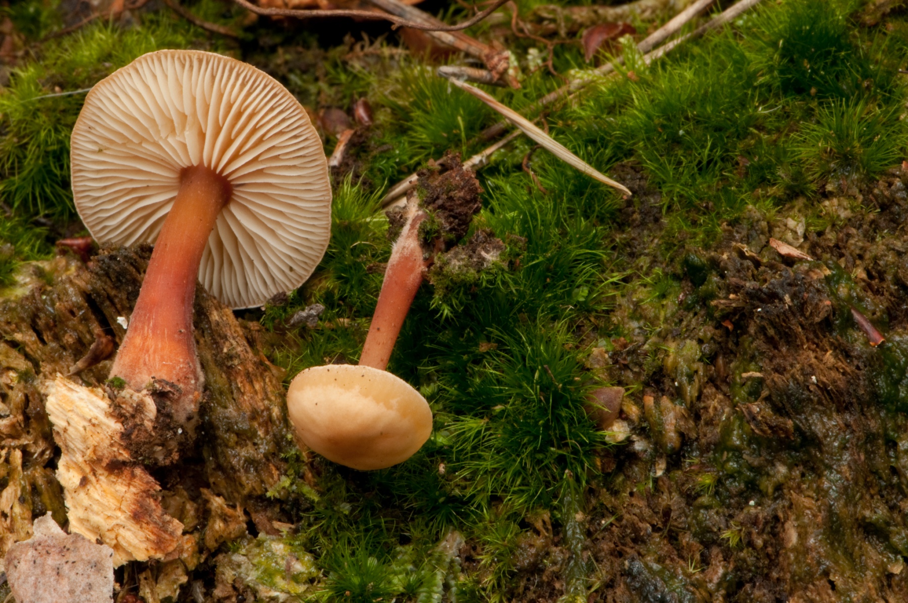 Collybia erythropus, Clumber Park, Notts. Photo by Les Coe