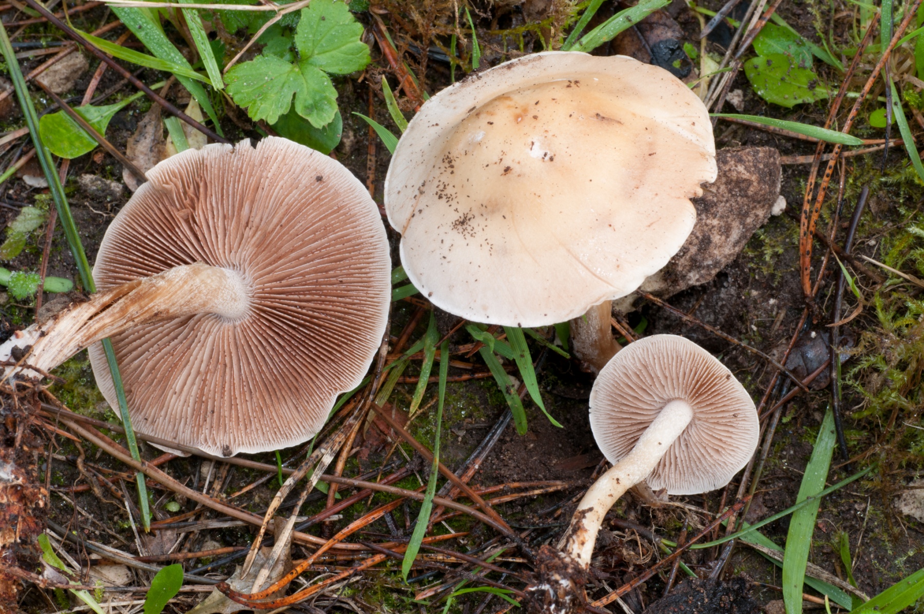 Hebeloma sacchariolens - Sweet Poison Pie, Clumber Park.