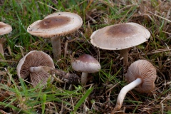 Hebeloma mesophaeum - Veiled Poisonpie, Lound, Notts.