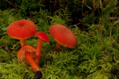 Hygrocybe coccinea - Scarlet Waxcap, Clumber Park NT, Notts.