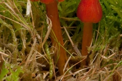 Hygrocybe conica - Blackening Waxcap, Clumber Park NT, Notts.