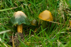 Hygrocybe psittacina - Parrot Waxcap, Longshaw NT, Derbyshire.