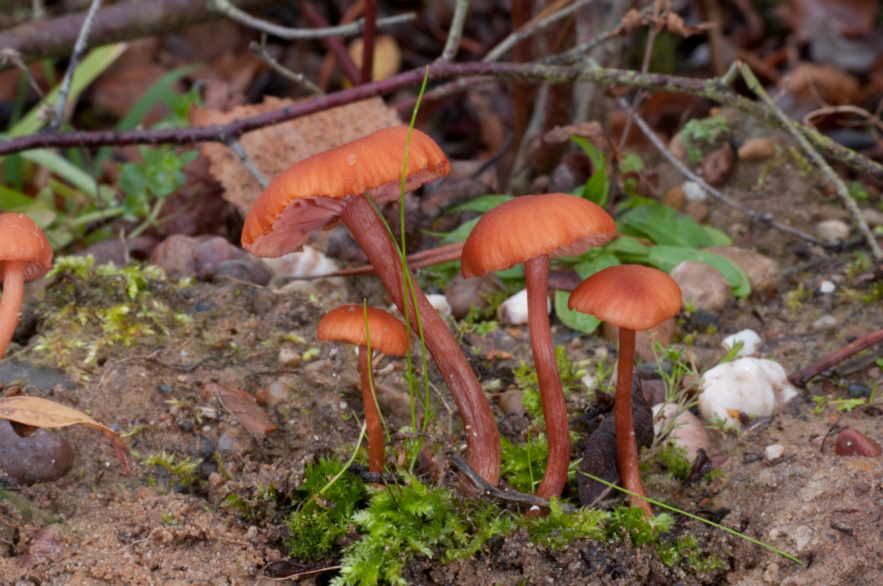 Laccaria laccata - The Deceiver, Lound, Notts.